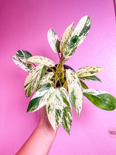 Load image into Gallery viewer, Philodendron Emerald King 4”
