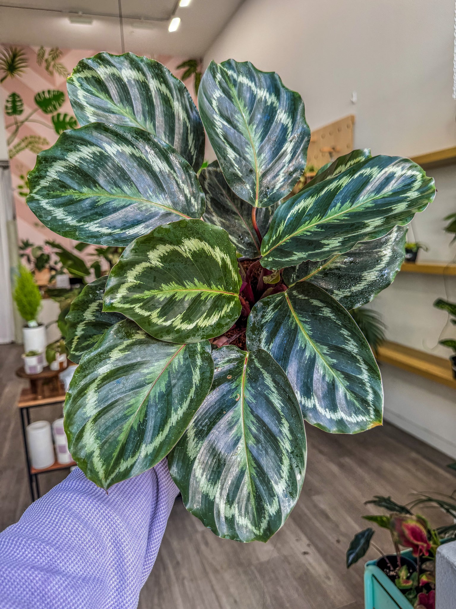 efeutute rosa Epipremnum