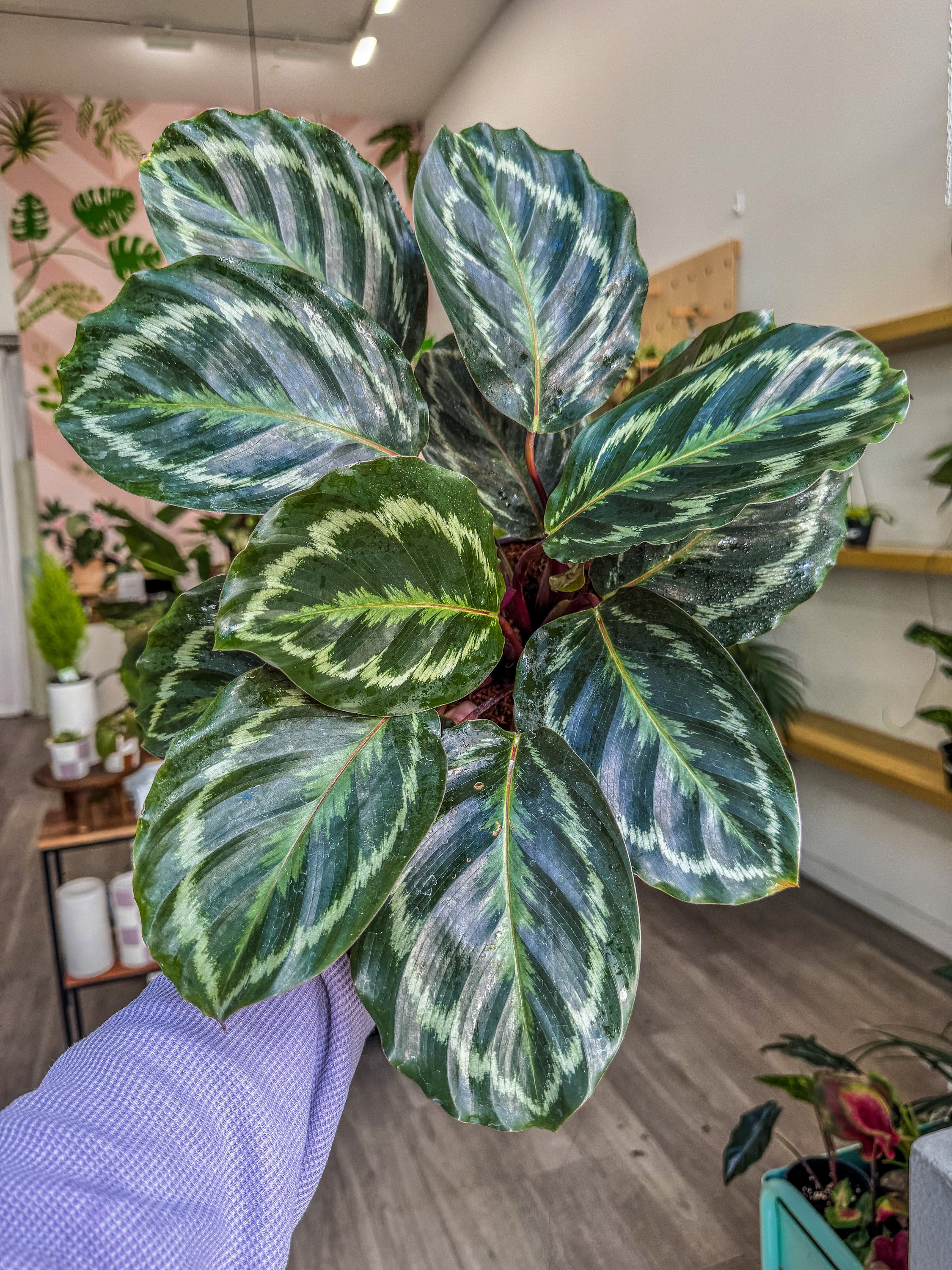 Calathea 