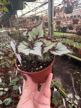 Load image into Gallery viewer, Begonia Harmony’s Flame Song New Relase
