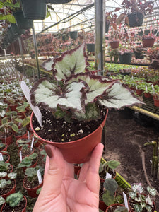 Begonia Harmony’s Flame Song New Relase