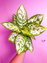 Load image into Gallery viewer, Aglaonema White Platinum 4”
