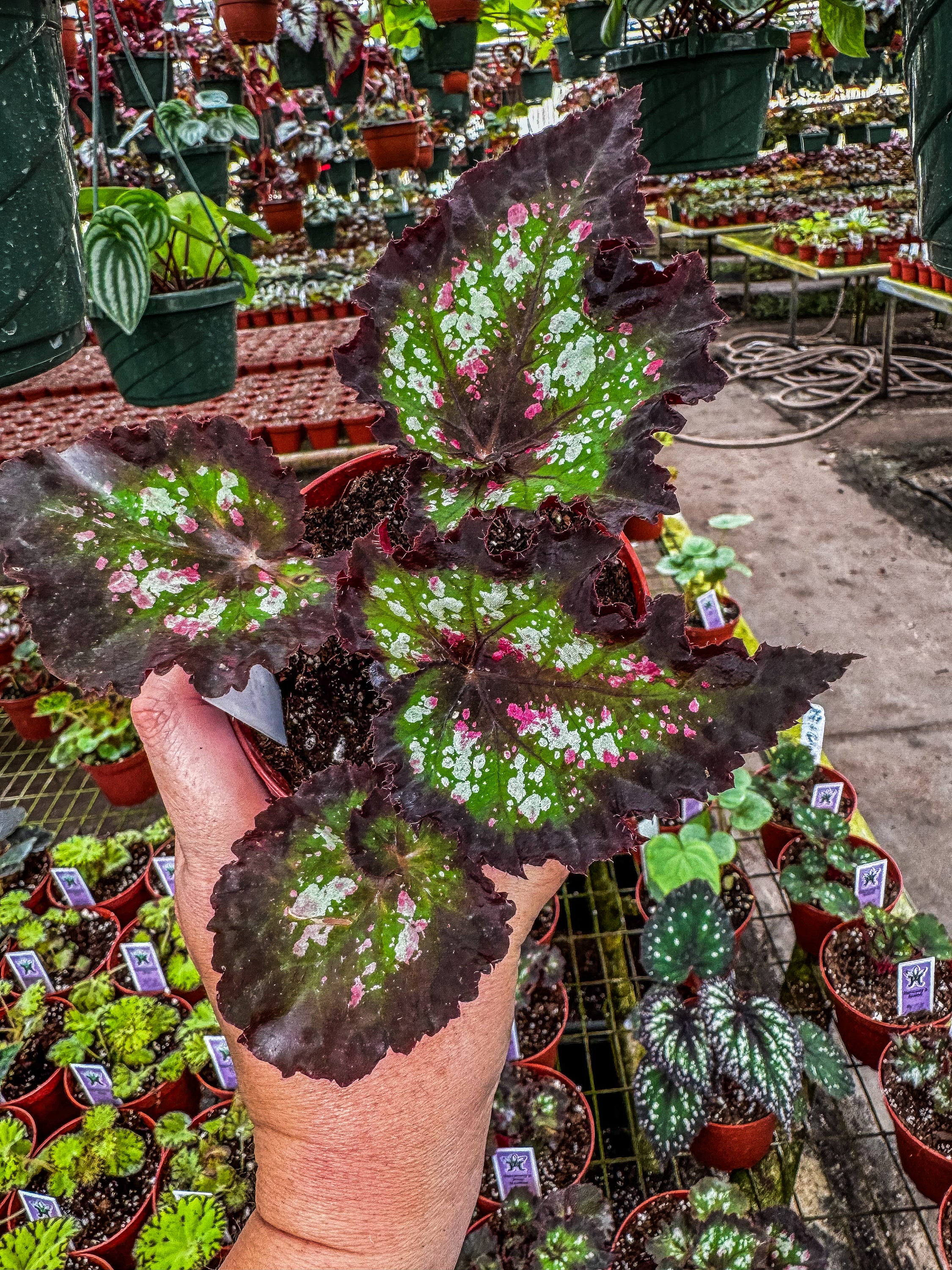 Begonia “Harmony's Deja Voodoo” – Angie's Planties