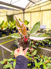 Load image into Gallery viewer, Philodendron Pink Lady Mutation
