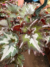 Load image into Gallery viewer, Begonia H Medusa
