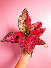 Load image into Gallery viewer, Aglaonema Magenta Kompoon 4”
