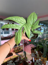 Load image into Gallery viewer, Amydrium Silver “Spiderman monstera”
