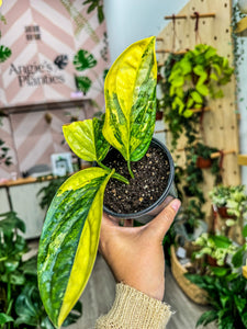 Monstera Peru Aurea One Pictured