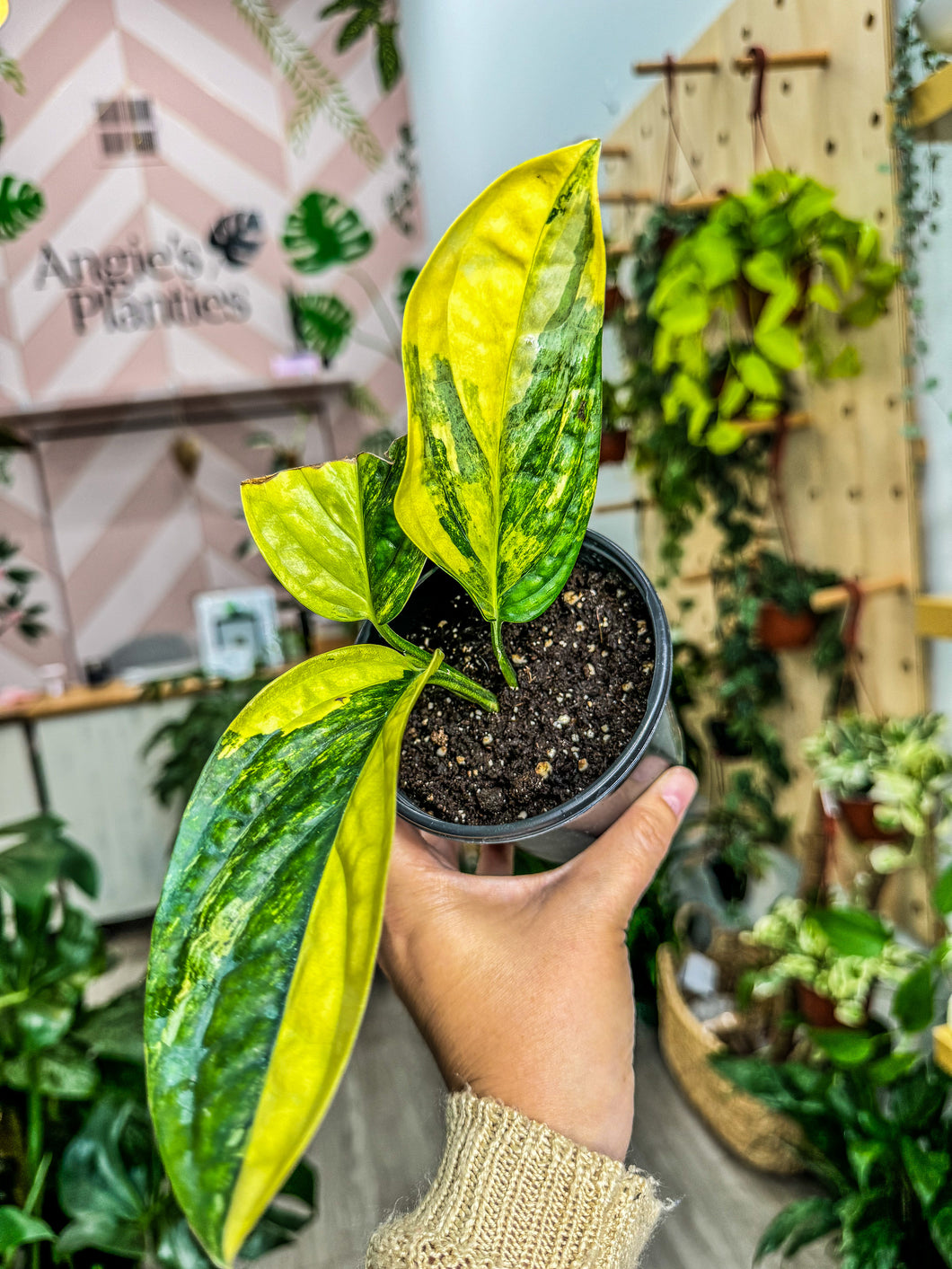 monstera peru yellow leaves Monstera Peru Aurea – Angie's Planties