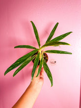 Load image into Gallery viewer, Aglaonema Bamboo 4”
