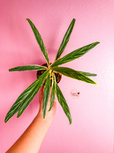 Load image into Gallery viewer, Aglaonema Bamboo 4”
