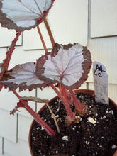 Load image into Gallery viewer, Begonia “Winter Twilight ”, 4"
