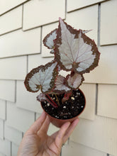 Load image into Gallery viewer, Begonia “Winter Twilight ”, 4"
