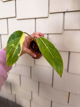 Load image into Gallery viewer, Philodendron “Shady Lady” 4" Rare Find
