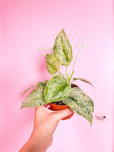 Load image into Gallery viewer, Scindapsus Peasun, actual plant

