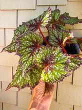 Load image into Gallery viewer, Begonia “Harmony’s Fairy Queen”, 6inch pot NEW RELEASE
