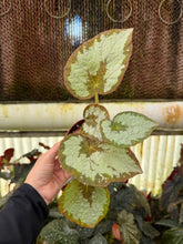 Load image into Gallery viewer, Begonia Rex “ Mariana’s Monster”
