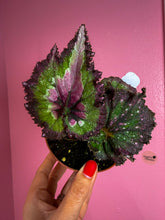Load image into Gallery viewer, Begonia “Harmony’s Jaded Hearts”, 4"
