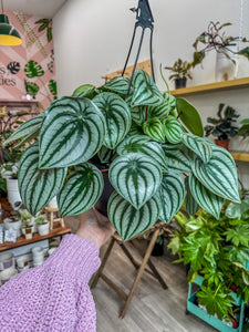 Peperomia Watermelon, Hanging Basket 8”