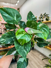 Load image into Gallery viewer, Philodendron White Princess Tricolor
