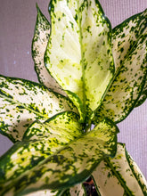 Load image into Gallery viewer, Aglaonema Paragon 4”
