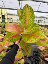 Load image into Gallery viewer, Aglaonema Full house 6"
