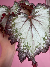 Load image into Gallery viewer, Begonia “Harmony’s Milky way”, 4"
