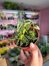Load image into Gallery viewer, Hoya bella outer variegated 4”
