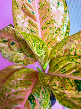 Load image into Gallery viewer, Aglaonema Orange Goldstar 6"
