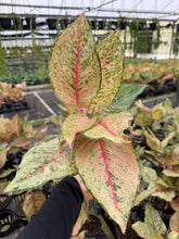 Load image into Gallery viewer, Aglaonema Fortune 4”
