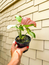 Load image into Gallery viewer, Syngonium Pink Lava 4”
