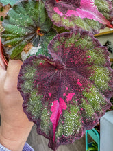 Load image into Gallery viewer, Begonia Rex “Harmony’s True Love”,4”
