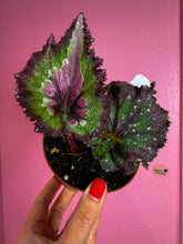 Load image into Gallery viewer, Begonia “Harmony’s Jaded Hearts”, 4"
