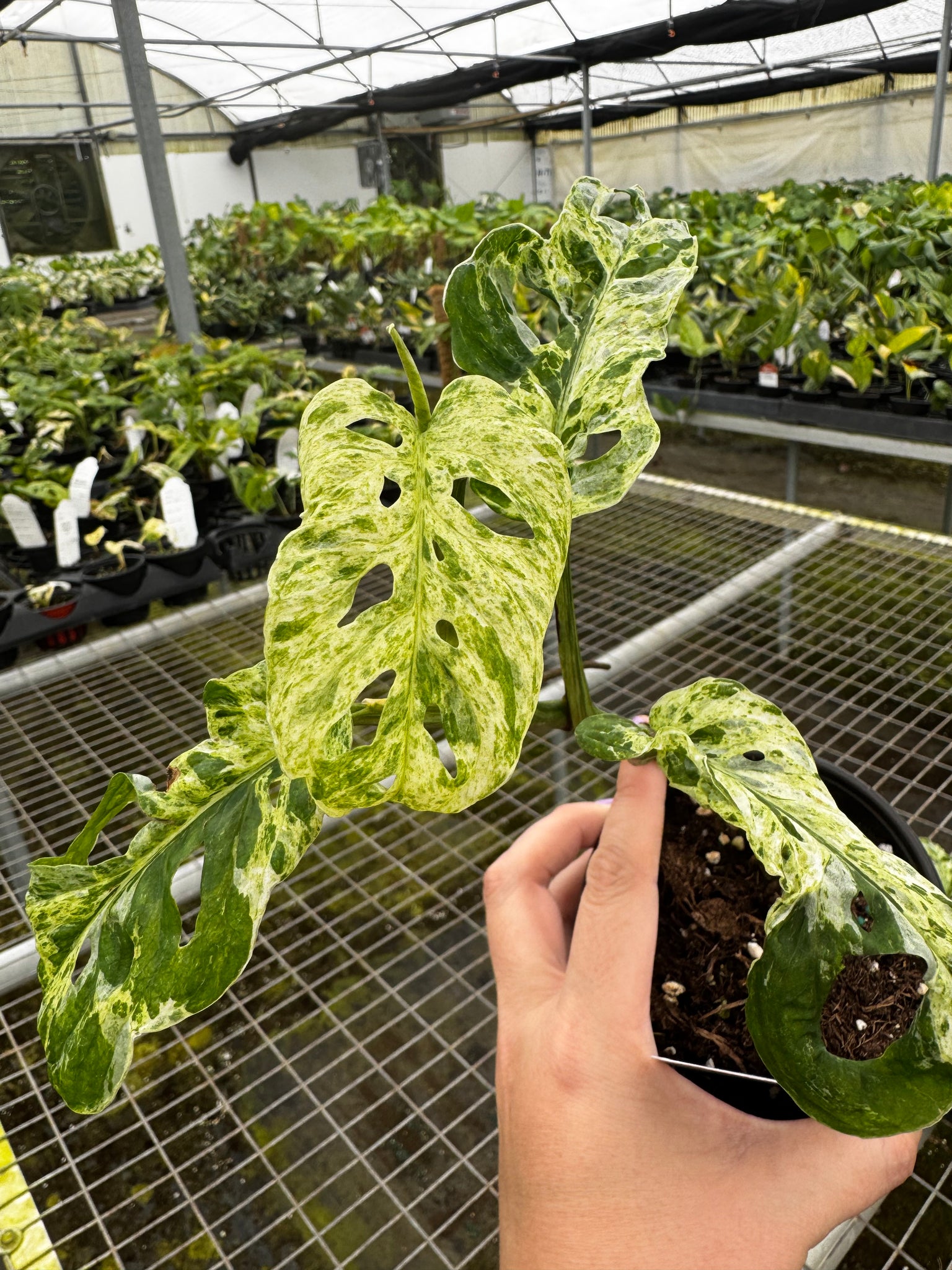 monstera adansonii buy Monstera Adansonii Moltted – Angie's Planties