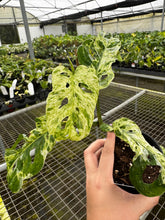 Load image into Gallery viewer, Monstera Adansonii Moltted
