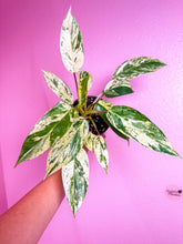 Load image into Gallery viewer, Philodendron Emerald King 4”
