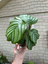 Load image into Gallery viewer, 4" Calathea Orbifolia
