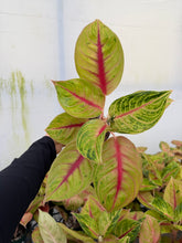 Load image into Gallery viewer, Aglaonema Jack Pot 4”
