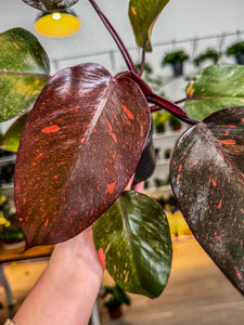 pink princess philodendron leaves turning orange Philodendron Orange Princess – Angie's Planties