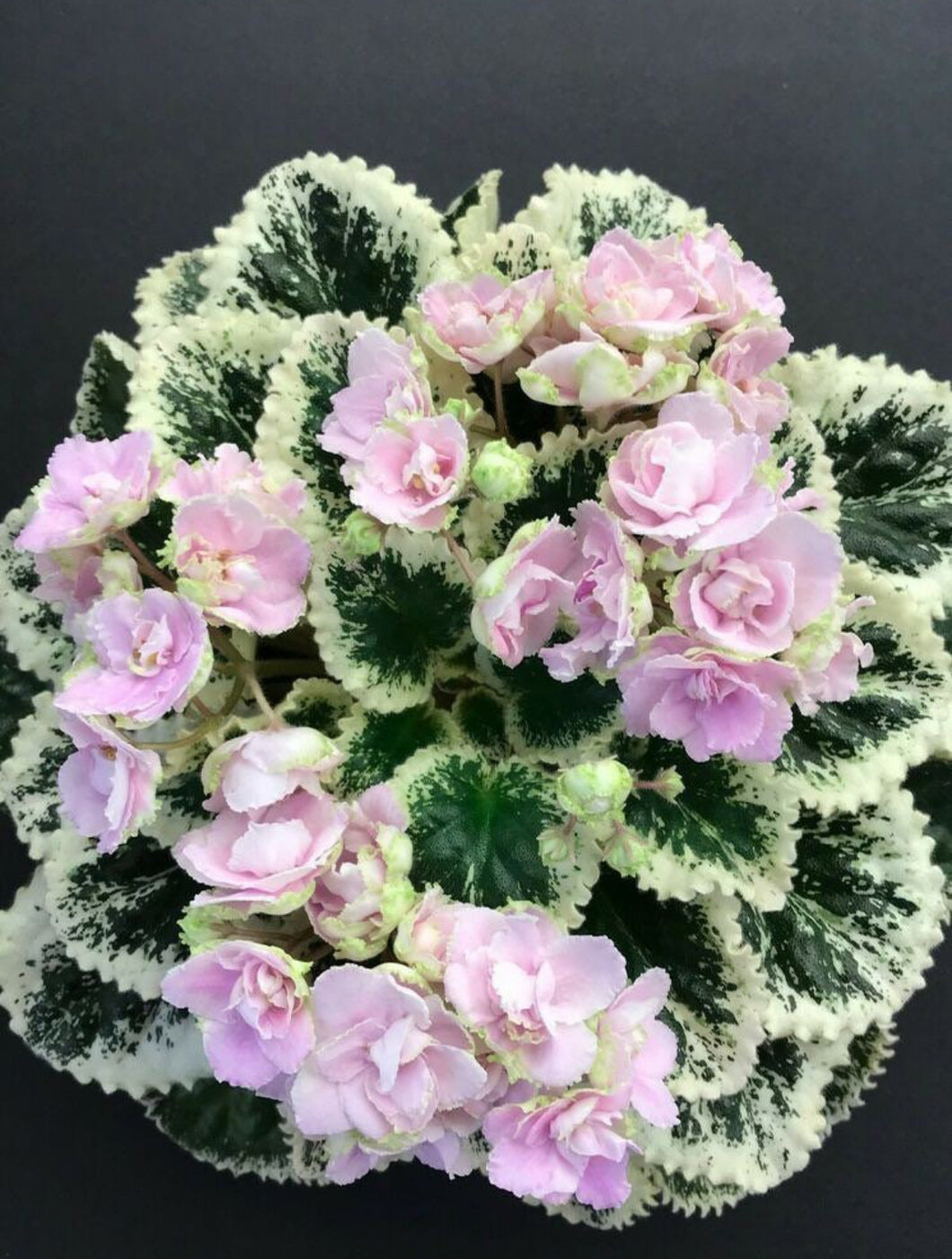 African Violet 