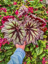 Load image into Gallery viewer, New Release Harmony’s Starburst 4”
