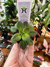 Load image into Gallery viewer, Mini African Violet “Jolly Mischief“
