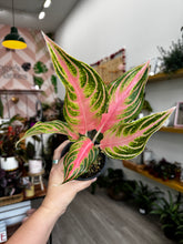 Load image into Gallery viewer, Aglaonema Pink Panama 4”
