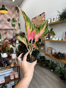 Aglaonema Pink Panama 4”