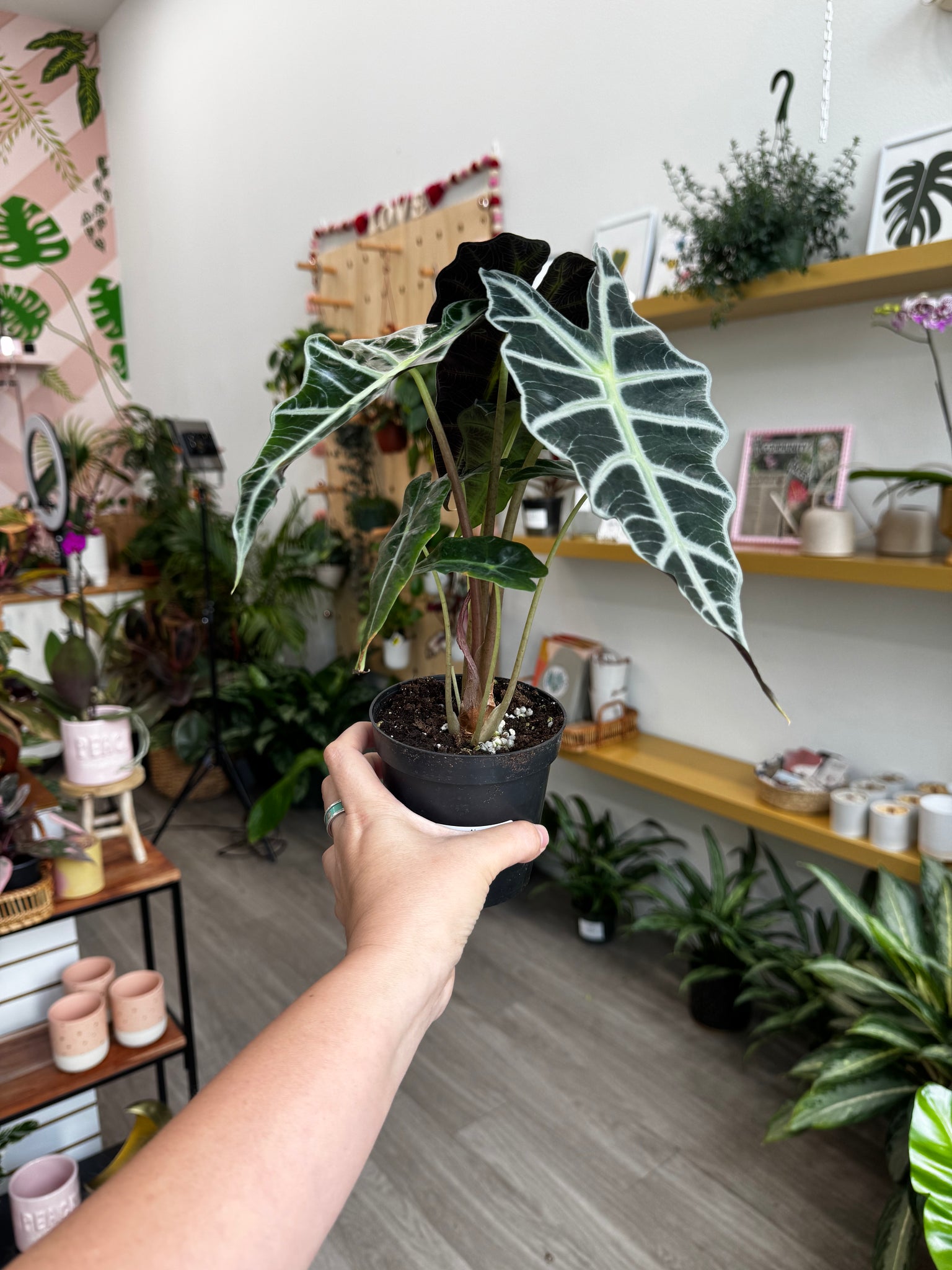 alocasia polly plant care indoor 4" Alocasia Polly – Angie's Planties