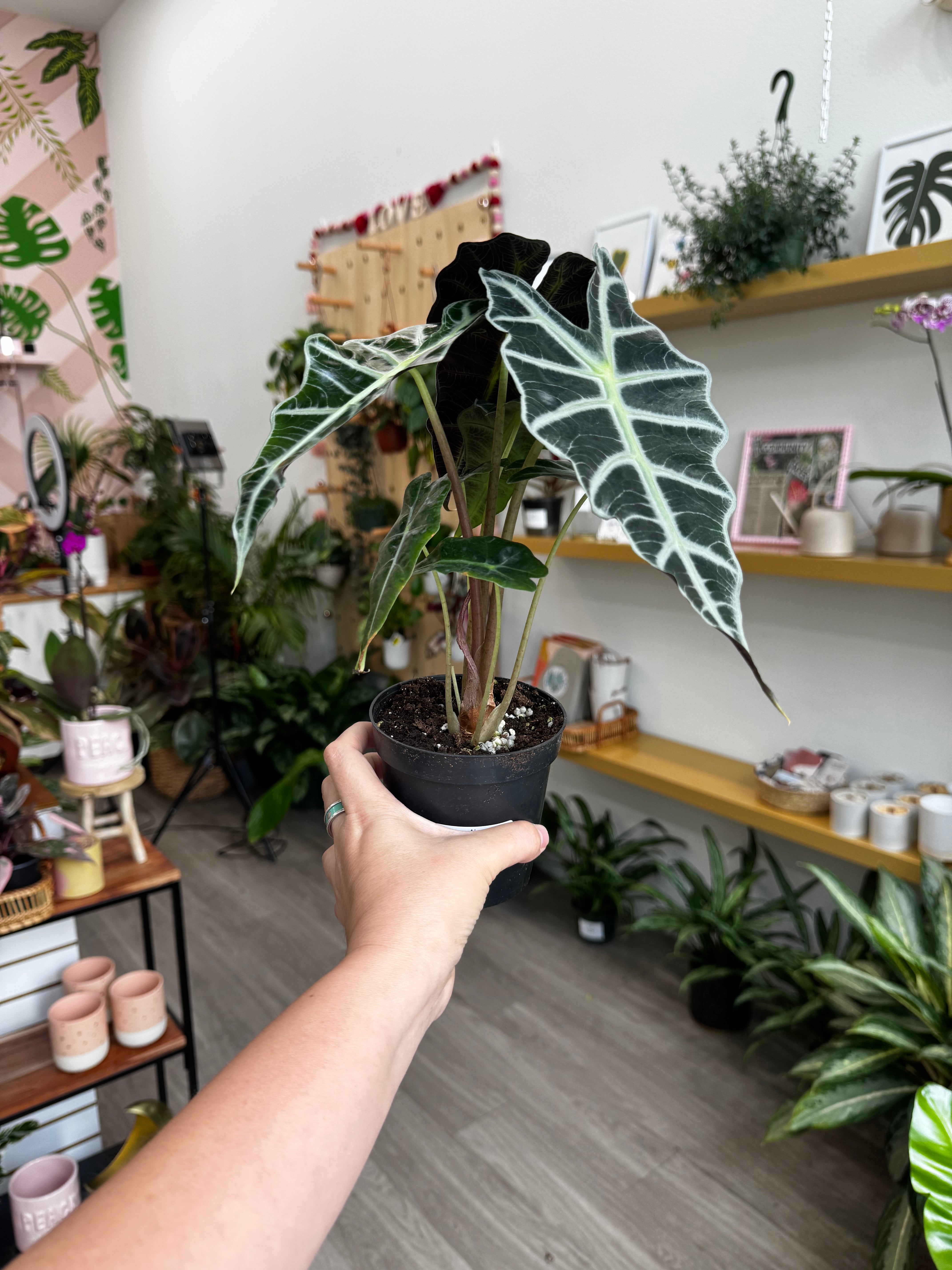 alocasia amazonica polly elephant ear plant Alocasia Polly, 4" Plant