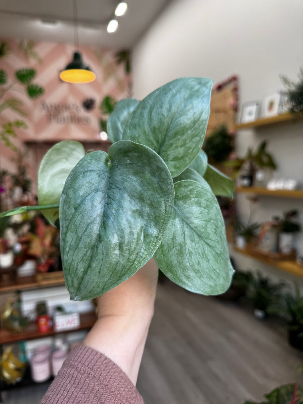 silver hero pothos Scindapsus Silver Hero - Grower’s Choice - 4” Pot