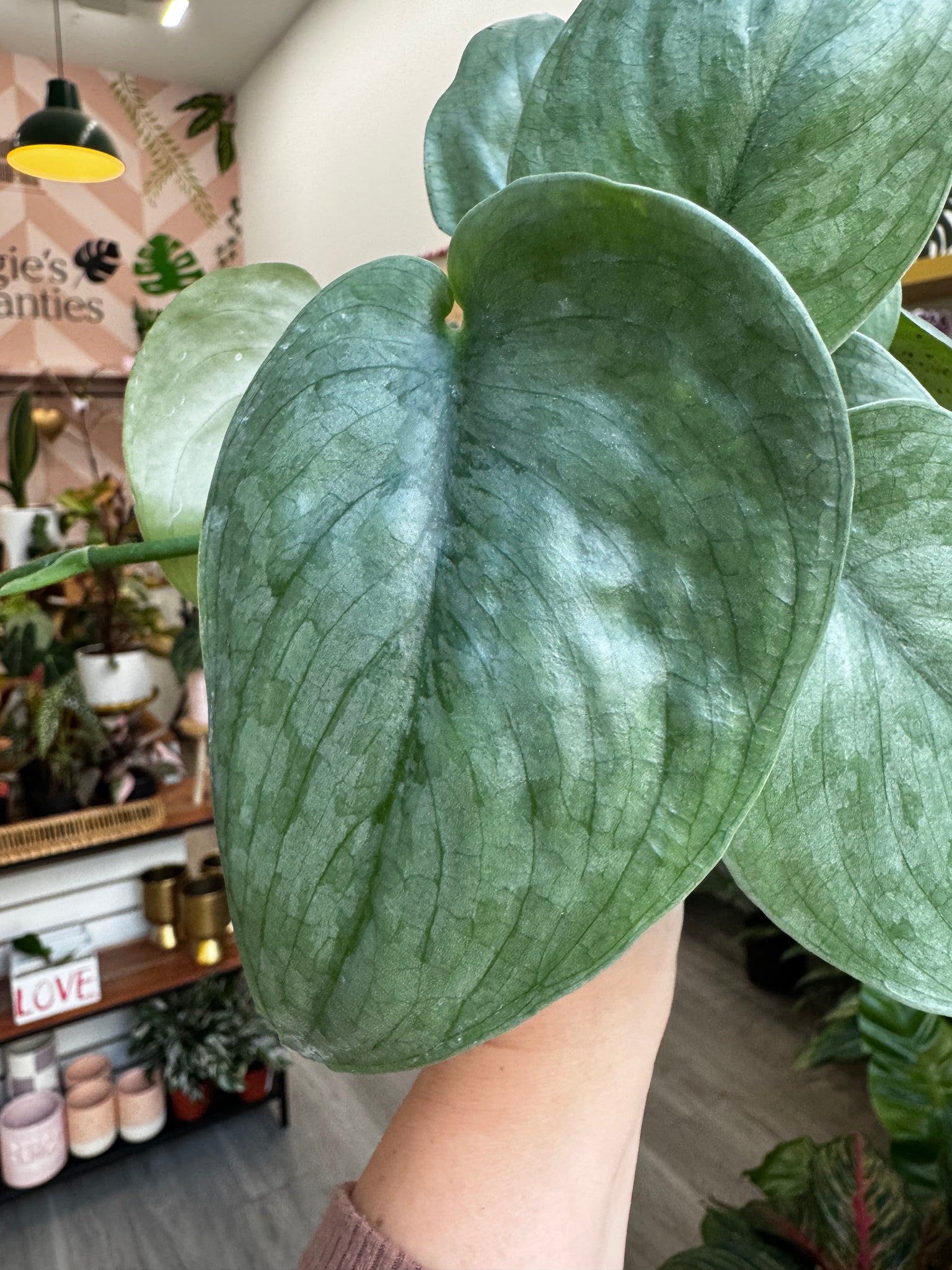 pothos silver hero Scindapsus Silver Hero - Grower’s Choice - 4” Pot