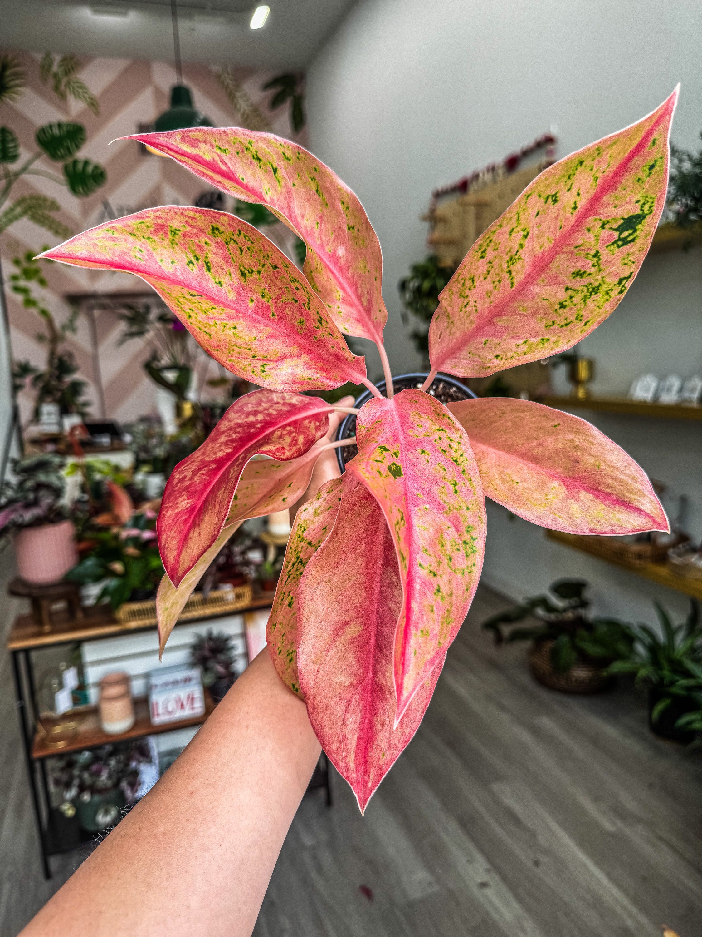 その他観葉植物 Aglaonema Pink Lookbay Aglaonema Pink Lookbay - メルカリ