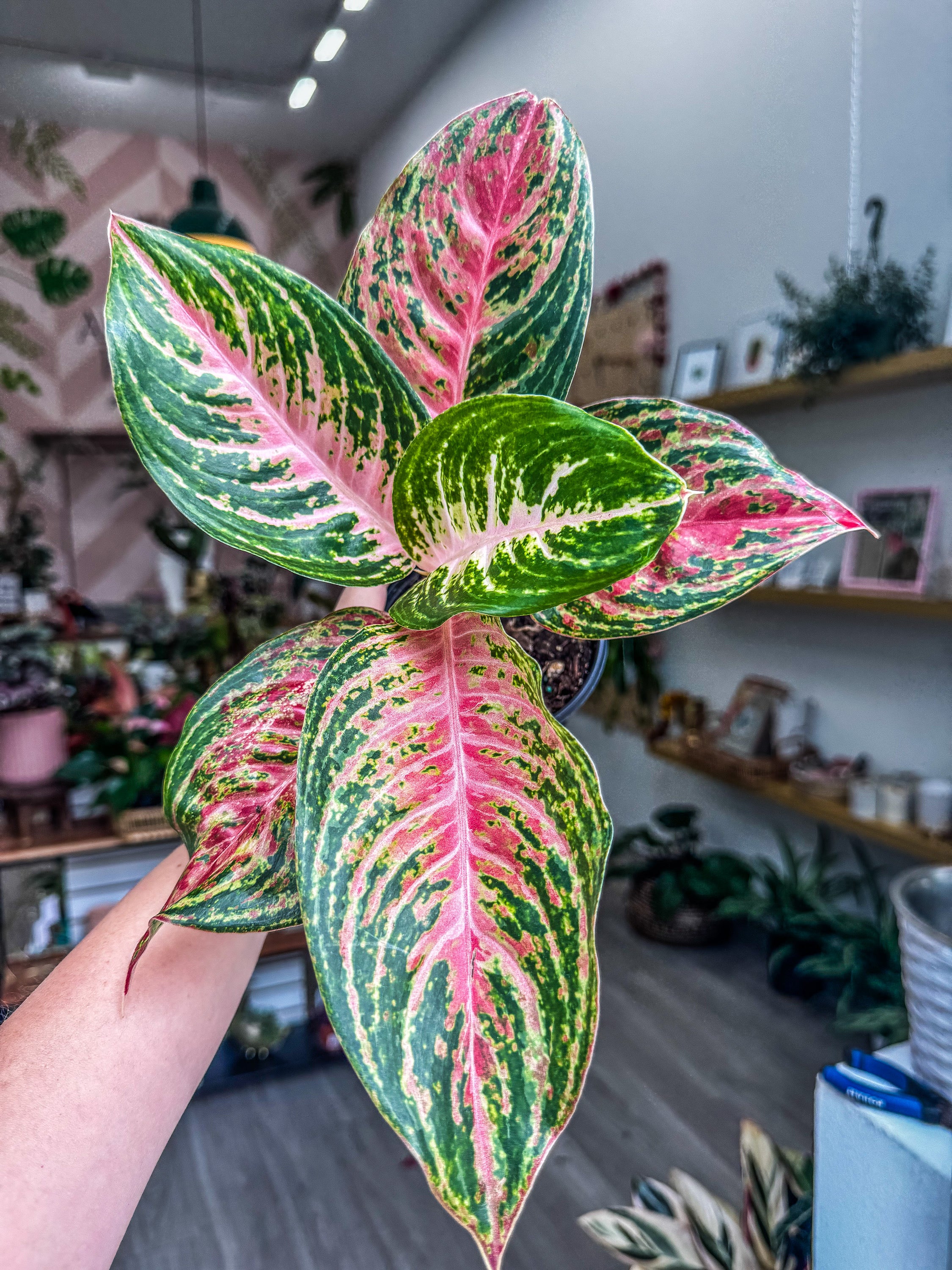 IMG-0450_2250x.jpg?v=1739480292